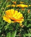 image of flower