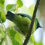 image of bird