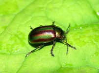 image of leaf_beetle