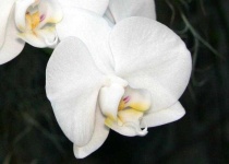 image of moon_orchid #1