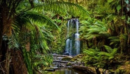 image of rainforest