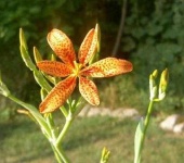 image of flower