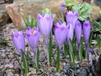 image of flower