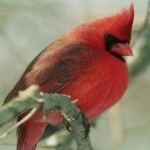 image of bird