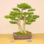 image of bonsai #31