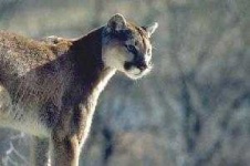 image of cougar_body