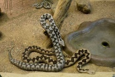 image of horned_viper