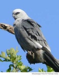 image of kite