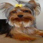 image of animal