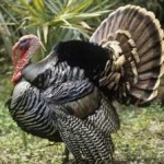 image of wild_turkey #6