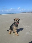 image of border_terrier #11