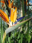 image of bird_of_paradise_flower #18