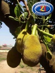 image of jackfruit