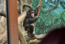 image of monkey #3