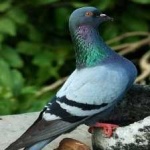 image of bird
