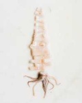 image of animal