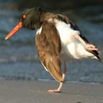 image of bird