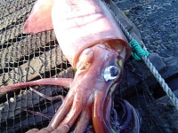 image of animal