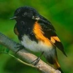 image of american_redstart #30