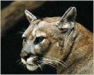 image of cougar_face