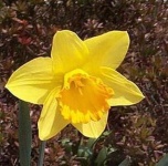 image of flower
