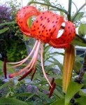 image of flower