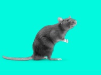 image of rat #37