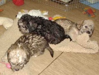 image of dandie_dinmont