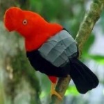 image of bird