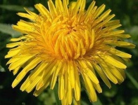 image of flower