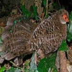image of bird