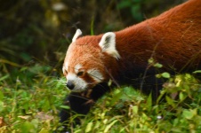 image of animal