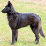 image of animal