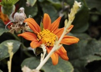image of flower