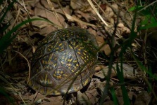 image of box_turtle