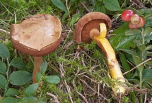 image of mushrooms