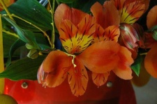 image of flower