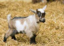 image of animal