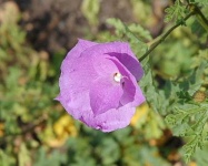 image of pelargonium #5