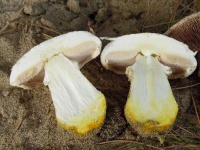 image of mushrooms