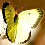 image of animal
