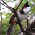 image of bird