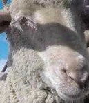 image of sheep_face #6