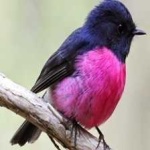 image of bird