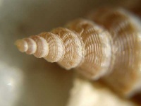 image of conch