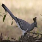 image of bird