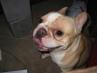 image of french_bulldog #12