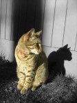 image of egyptian_cat