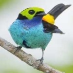 image of bird