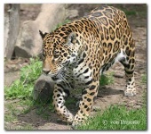 image of jaguar_car